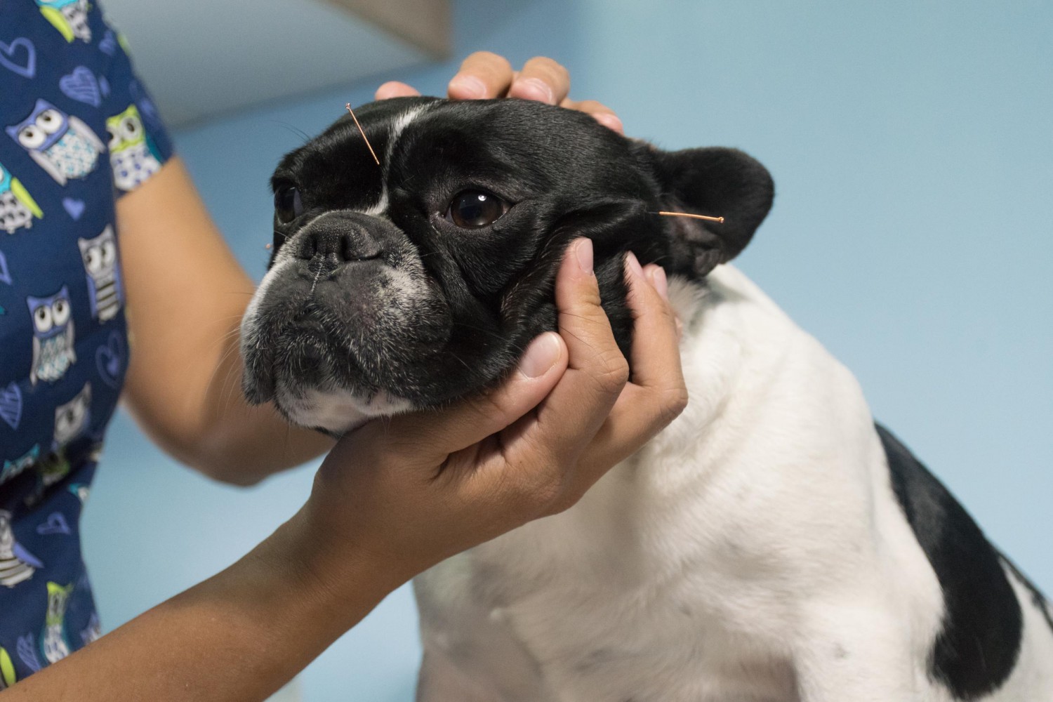 Dog getting acupuncture