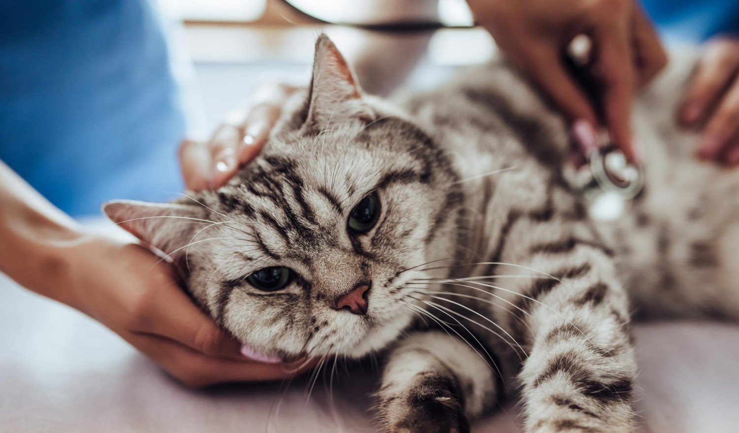 Cat getting exam