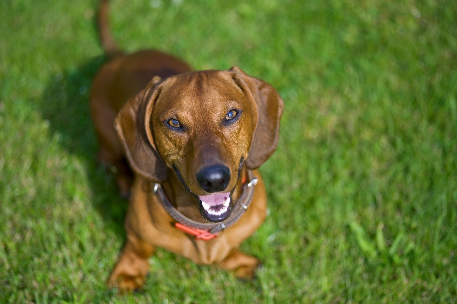 Dog in grass