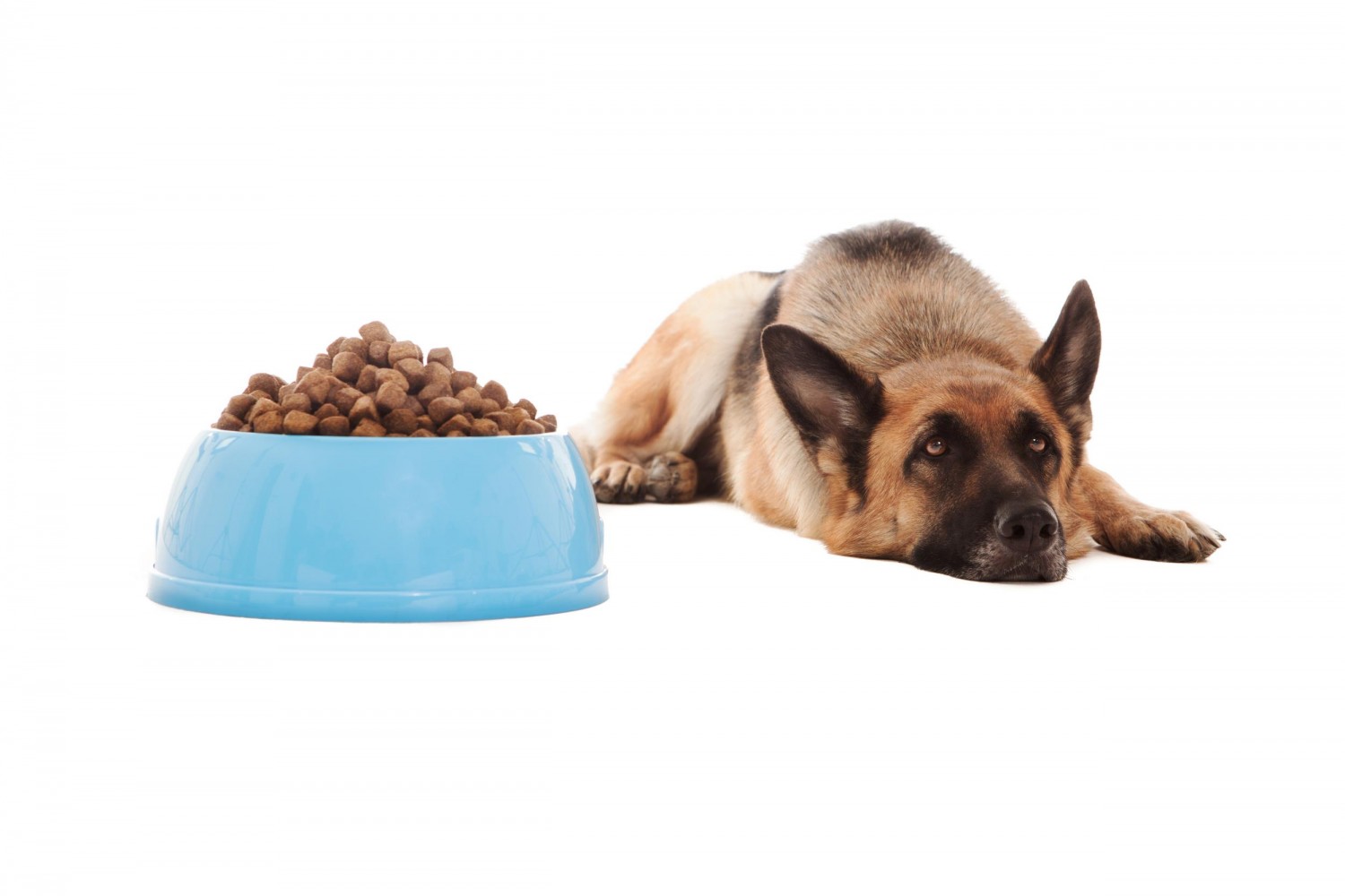 Dog with Food Bowl