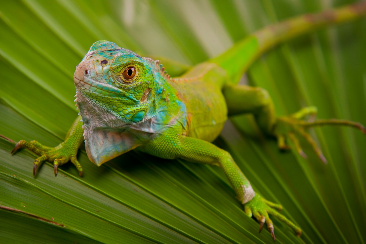 Lizard on leaf